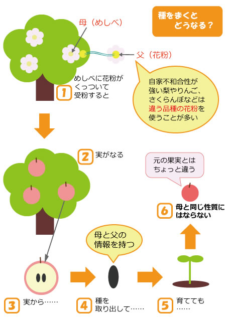 果物の種をまくと同じ果物ができる 果物コラム