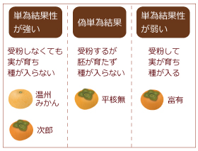 みかんや柿の種あり なしの謎 果物コラム