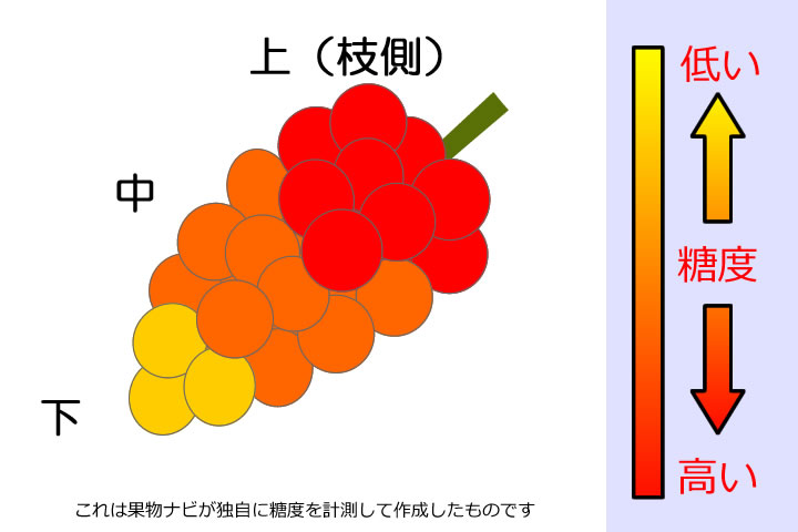 ぶどうの糖度分布