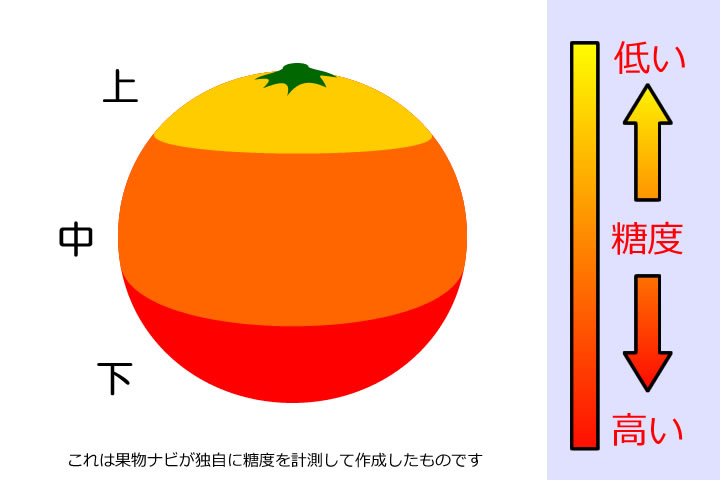 グレープフルーツの糖度分布