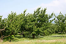 さくらんぼ 木 おうとうの写真 画像 さくらんぼ 桜桃 サクランボ