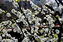 スモモ 花 の写真 画像 すもも 李 スモモ プラム