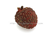 仙進奉（中国産）