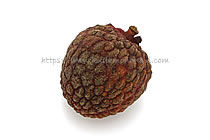 仙進奉（中国産）