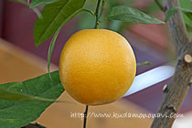 シャムーティオレンジ