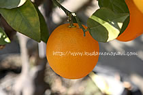 パーソンブラウンオレンジ