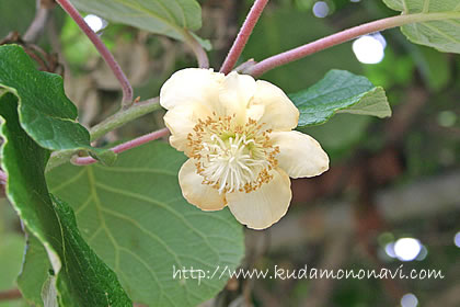 キウイフルーツの花