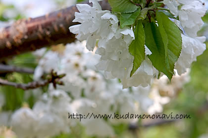 佐藤錦（花）