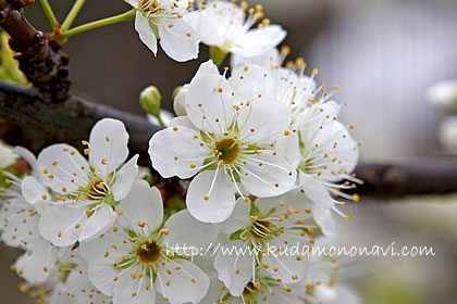 スモモの花 スモモの花