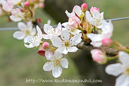 中国梨の花（慈梨）