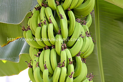 バナナの果実（未熟）