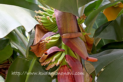 バナナの花と幼果