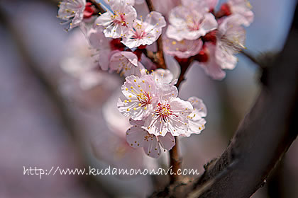 あんずの花