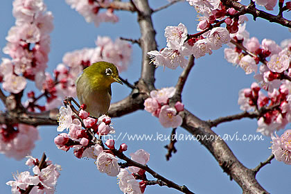 あんず（花）