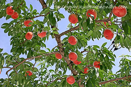 桃の果実
