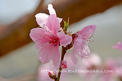 清水白桃（花）