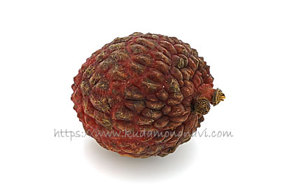 仙進奉（中国産）