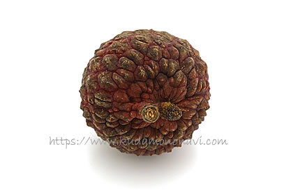 仙進奉（中国産）