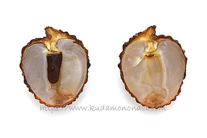 仙進奉（中国産）