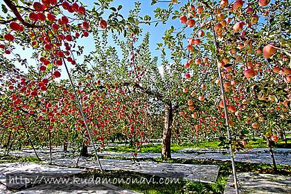 リンゴの栽培風景