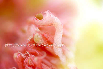 いちじくの花 いちじくの花