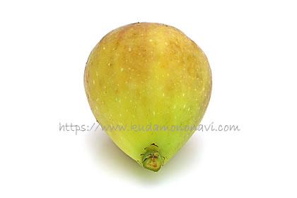 ホワイトイスキア