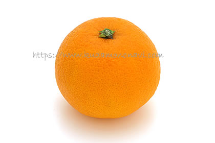 大三島ネーブル