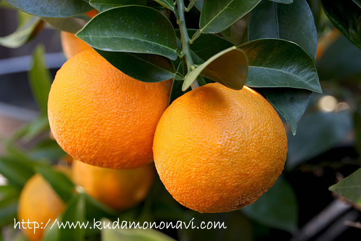 臭橙 かぶすの写真 画像 香酸柑橘