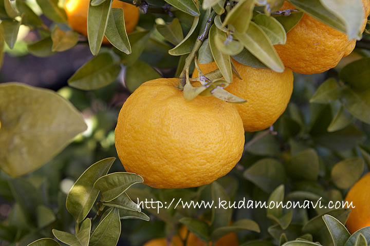 花良治 けらじの写真 画像 カンキツ その他柑橘類