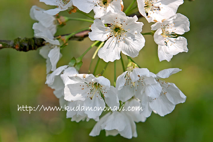 さくらんぼ 花 おうとうの写真 画像 さくらんぼ 桜桃 サクランボ