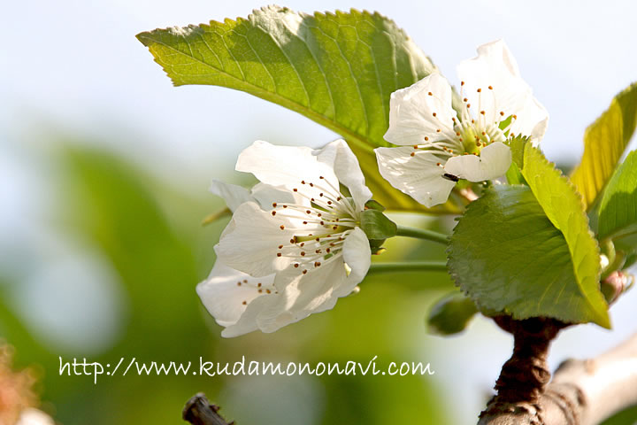 ナポレオン 花 の写真 画像 さくらんぼ 桜桃 サクランボ