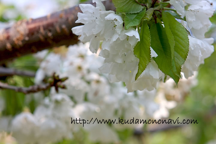 佐藤錦 花 の写真 画像 さくらんぼ 桜桃 サクランボ