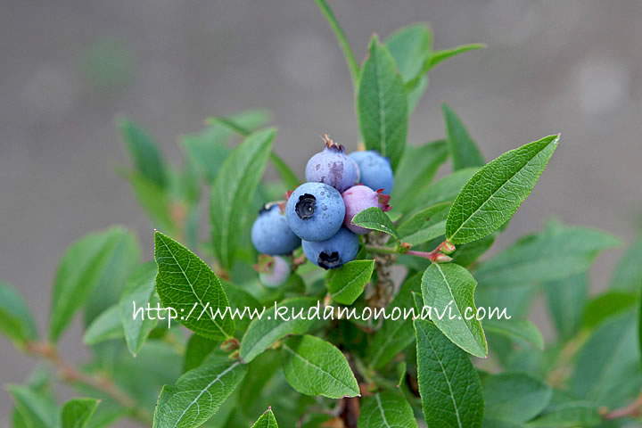 ブルーベリー Blueberry