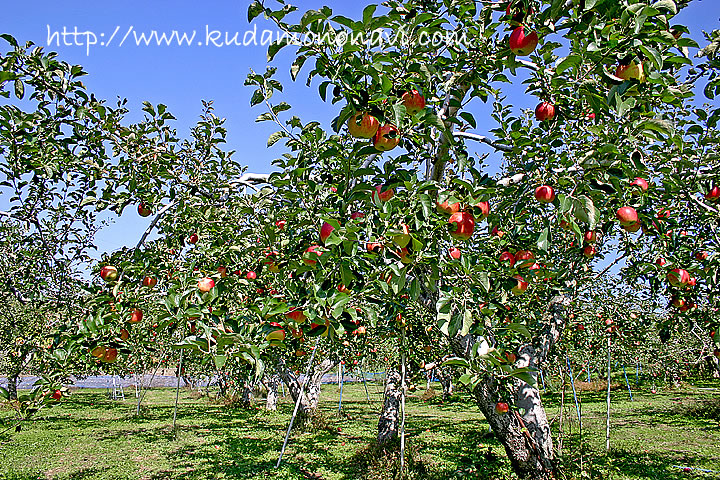 りんご 木 の写真 画像 りんご 林檎 リンゴ