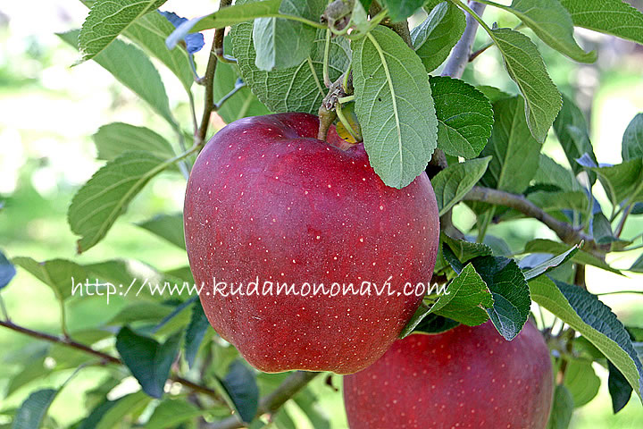 スターキング デリシャス りんご 林檎 リンゴ 品種の特徴 食べ方 選び方
