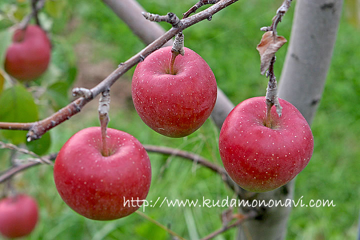 りんごの写真 画像 りんご 林檎 リンゴ