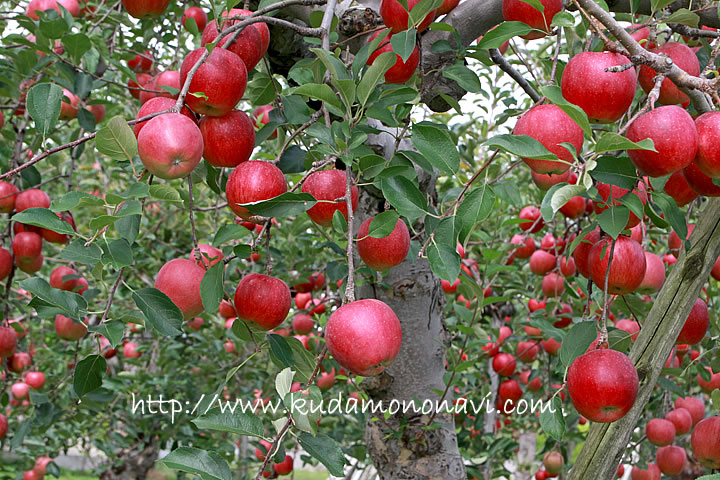 りんごの写真 画像 りんご 林檎 リンゴ