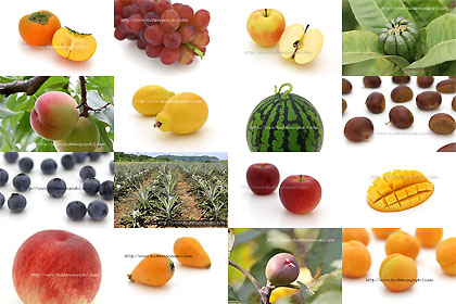 果物写真 果物画像