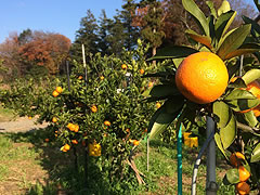 野田みかん園