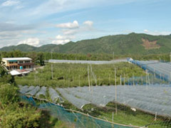 山本葡萄梨園