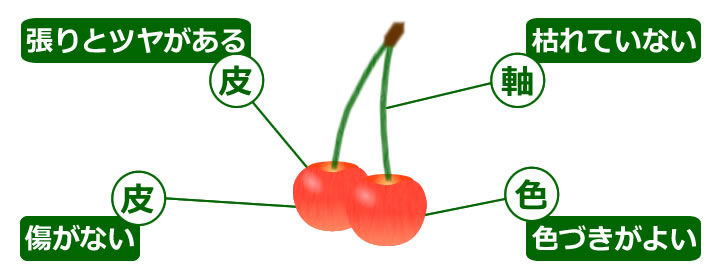 さくらんぼ 桜桃 サクランボ
