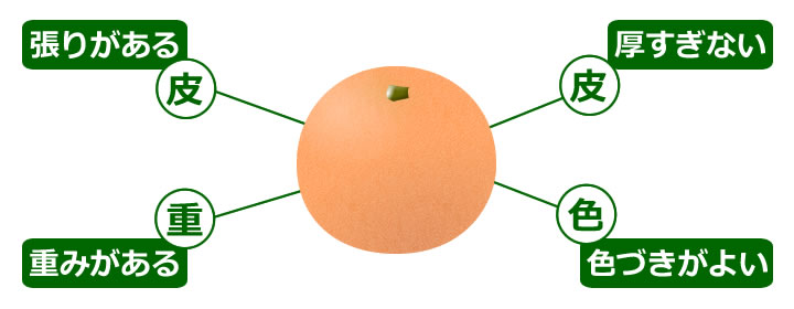 柑橘類の選び方