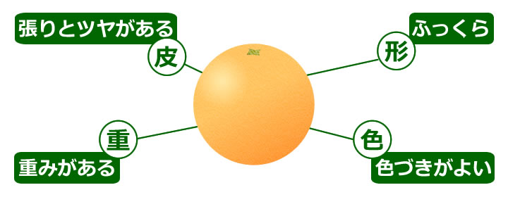 オレンジの選び方