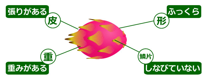 おいしいドラゴンフルーツの選び方 見分け方 実際に食べた結果