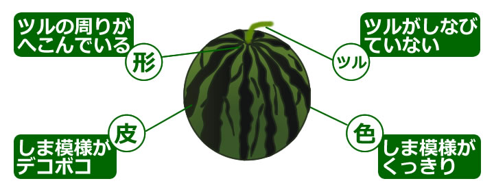 おいしいスイカの選び方 見分け方 実際に食べた結果