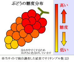 糖度分布